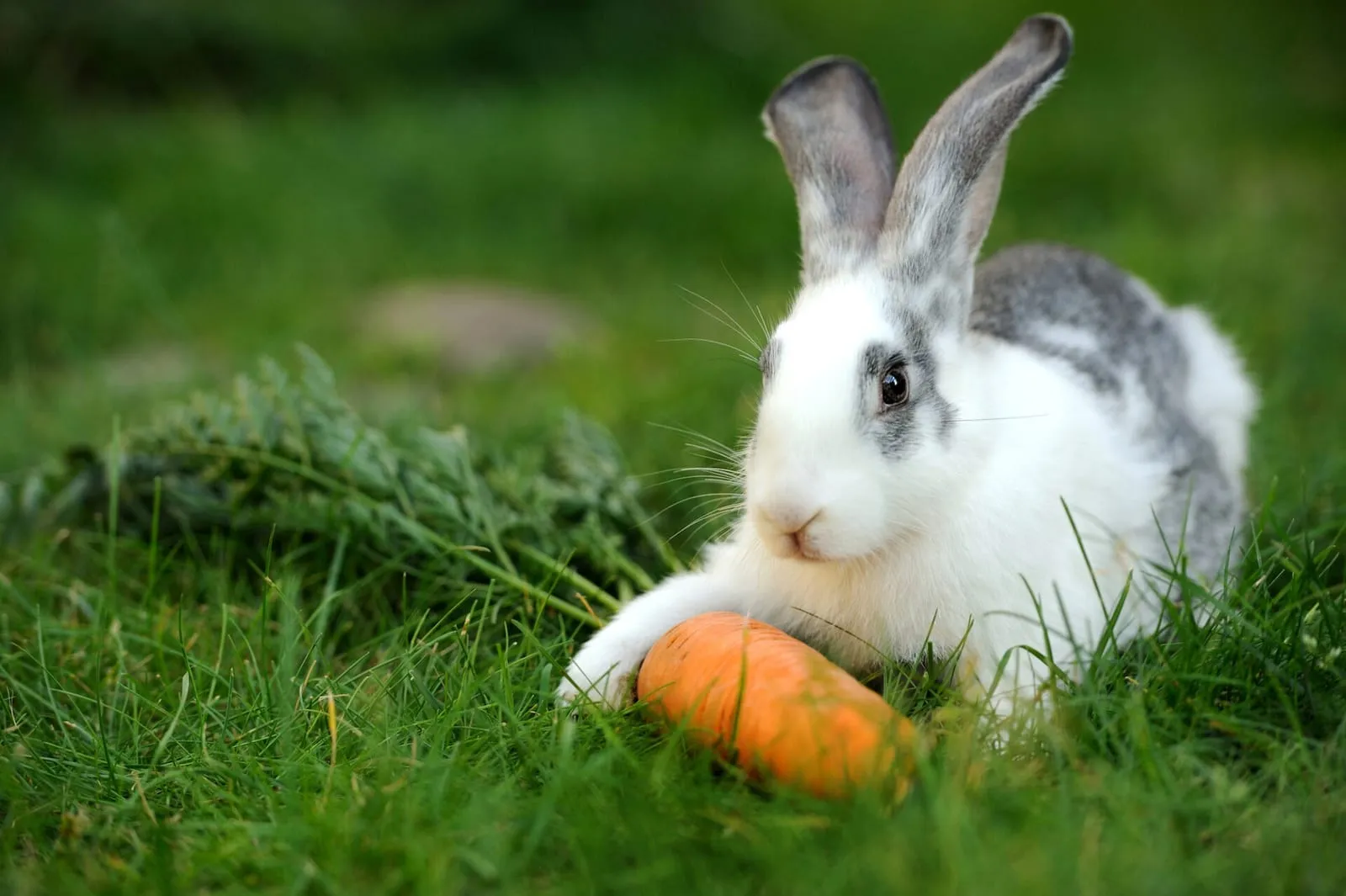 Rabbit eating carrot