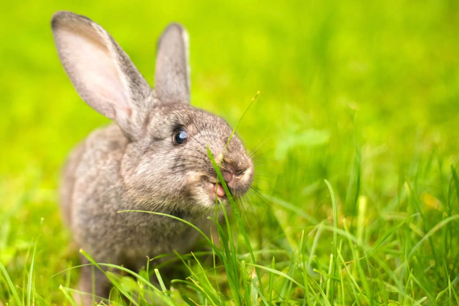 Rabbit eating grass