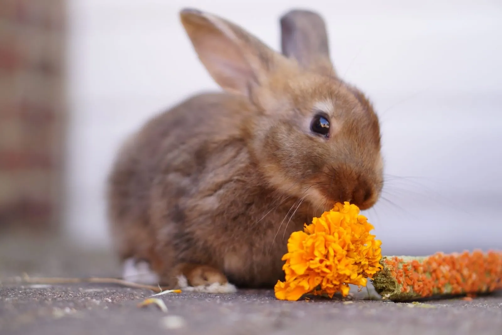 Rabbit eating a treat