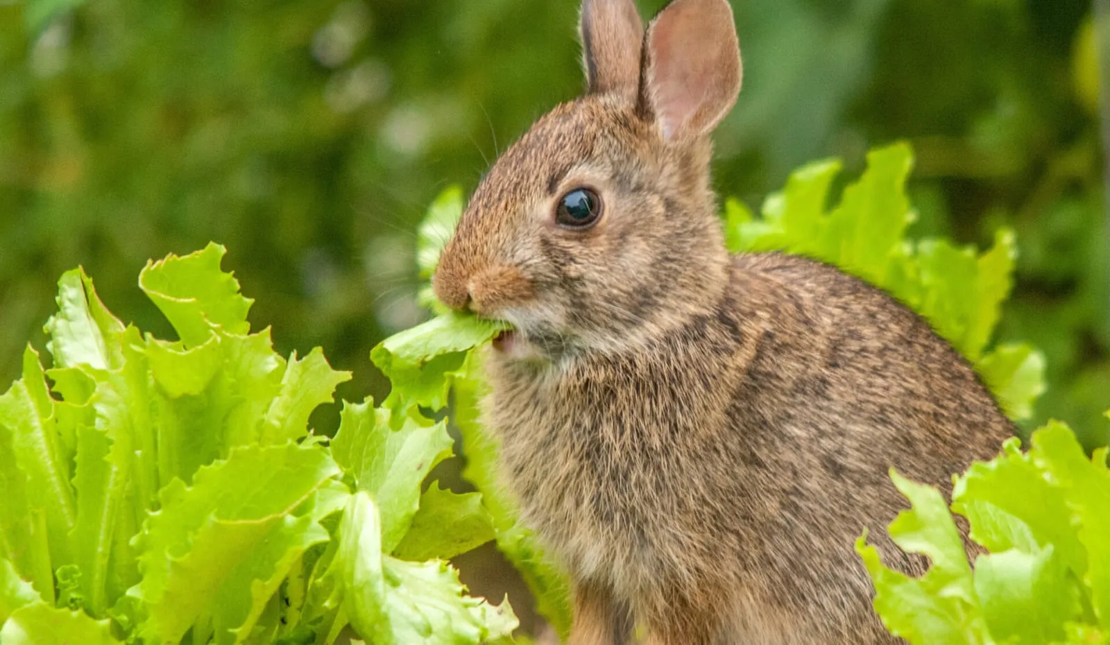 Rabbit eating a type of lettuce