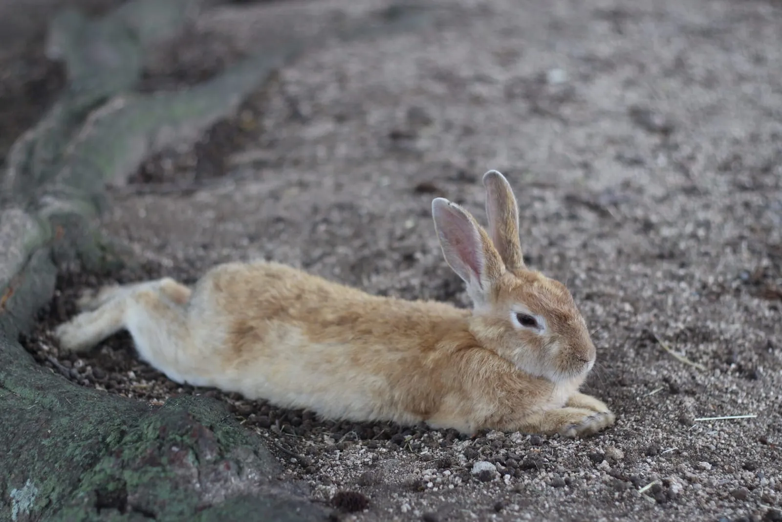 Rabbit lying down