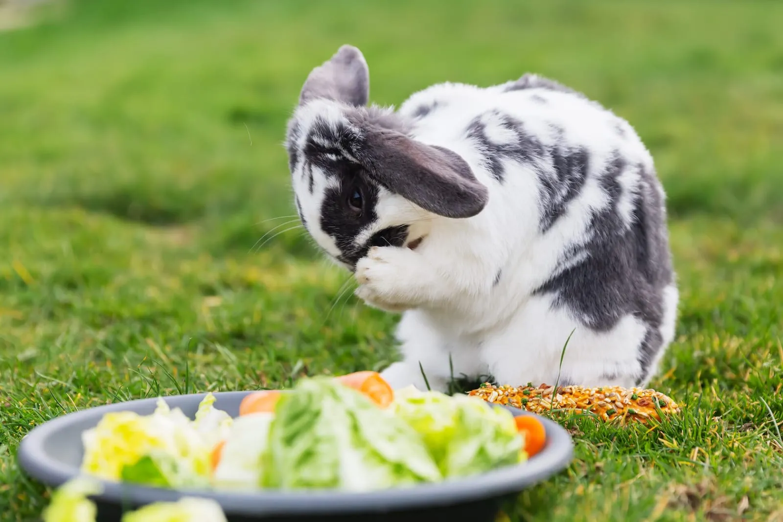 Rabbit sitting by plate of vegetables