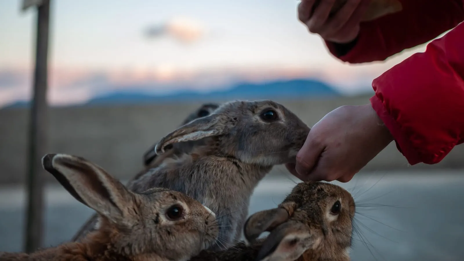 Rabbits eating pellets from person's hand