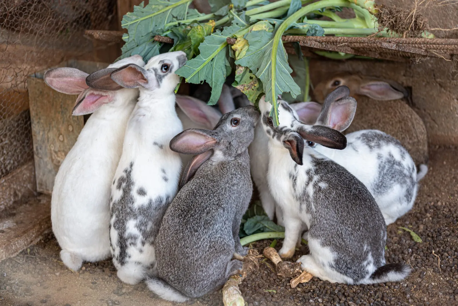 Rabbits eating vegetables on a farm