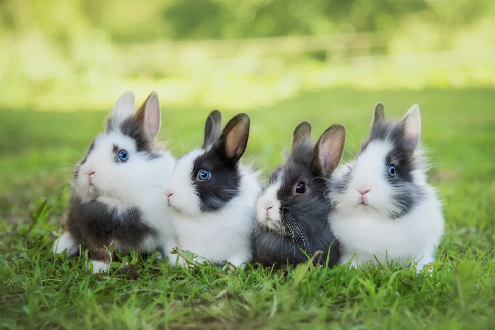 Four rabbits on a lawn