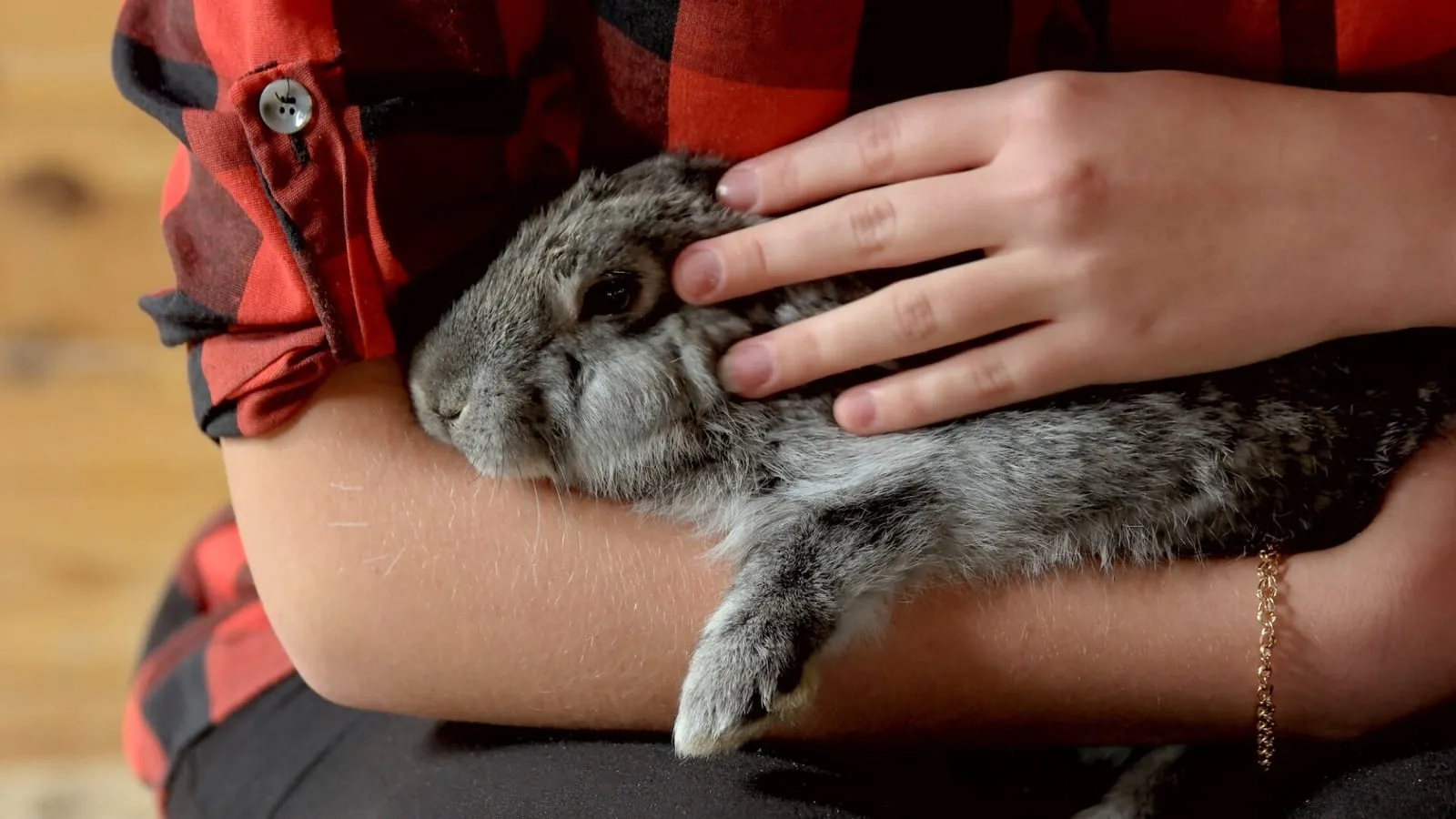 Rabbit being held by a child