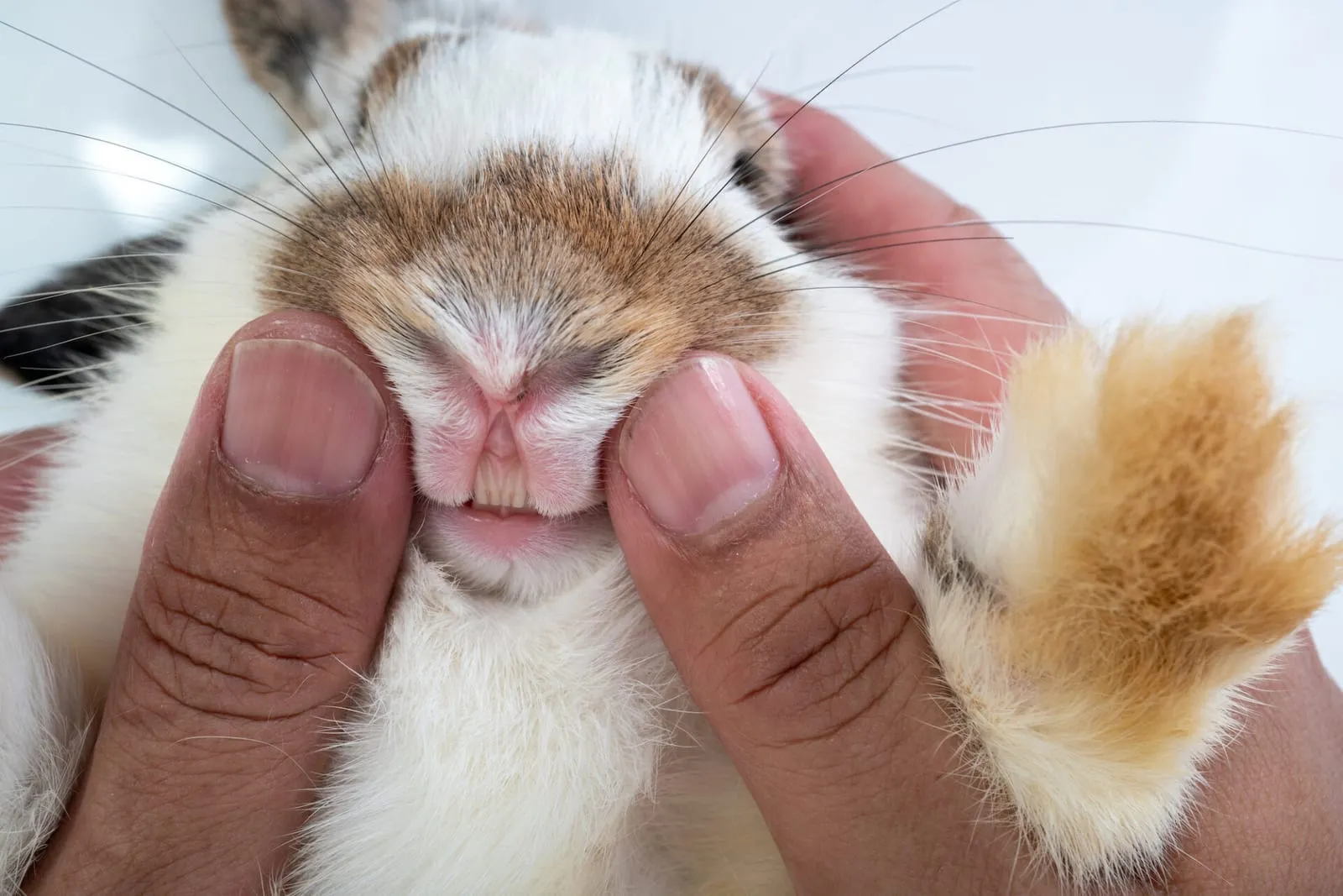 Rabbit being inspected by a vet