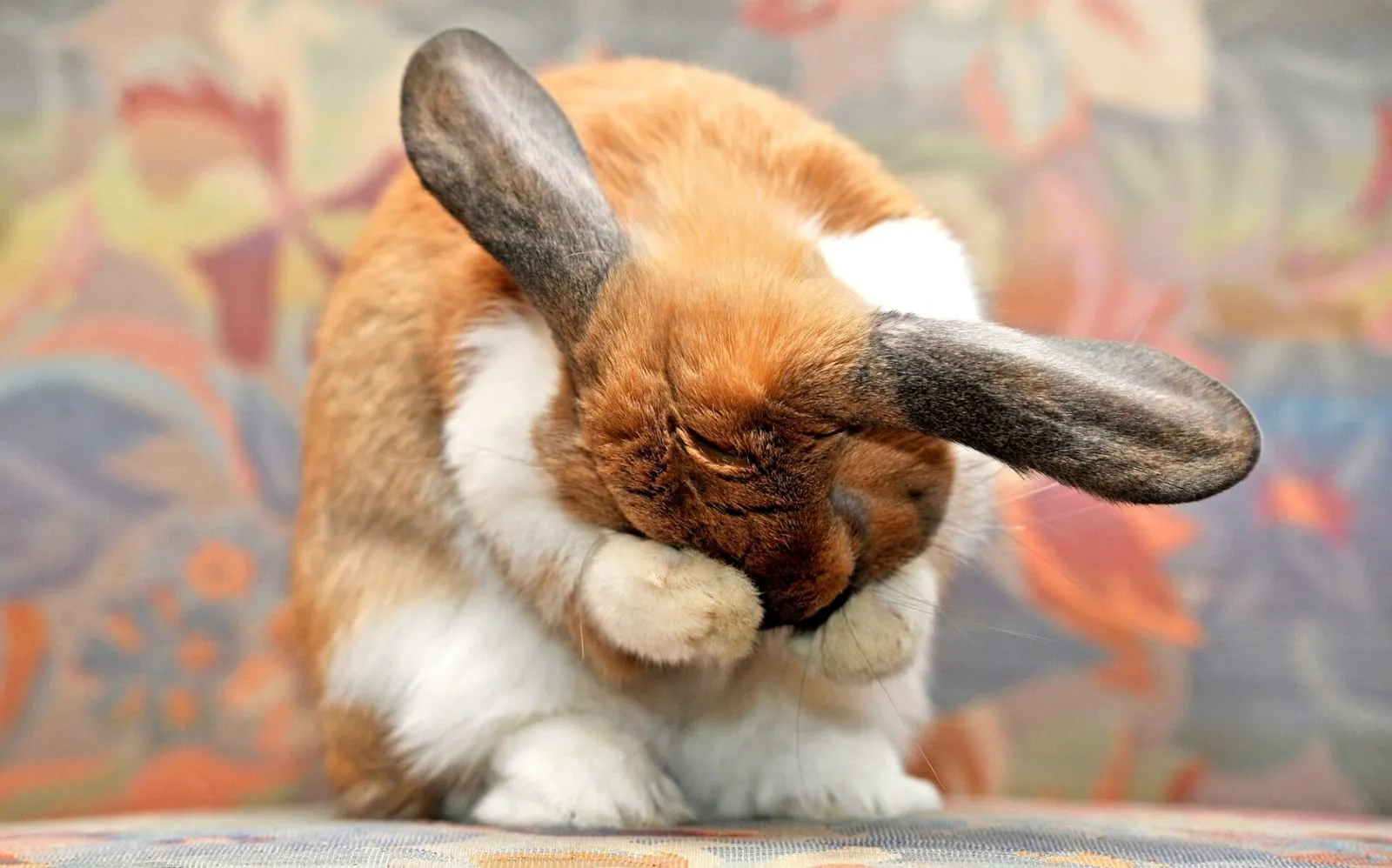 Rabbit cleaning itself