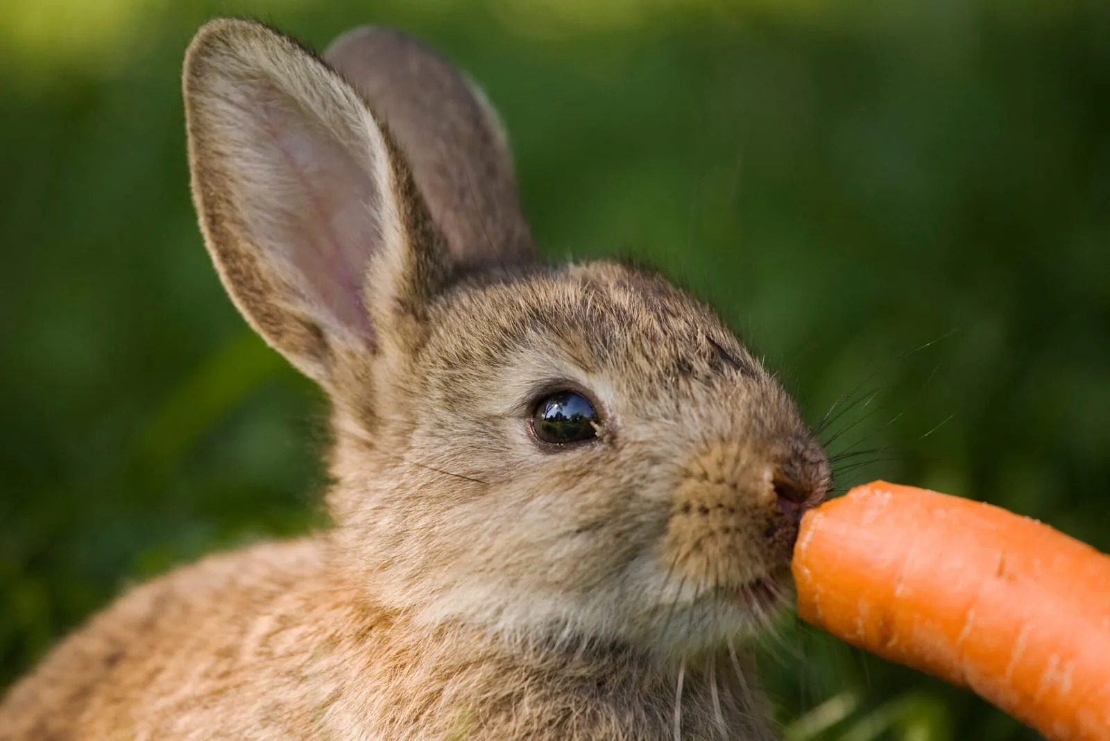 Rabbit eating a carrot