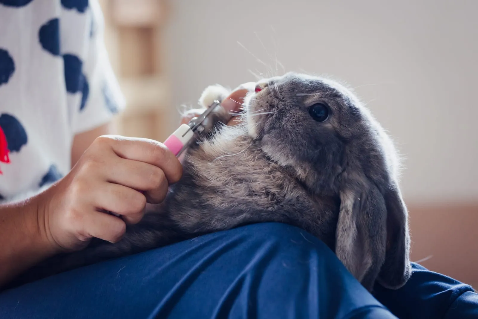 Rabbit having nails trimmed