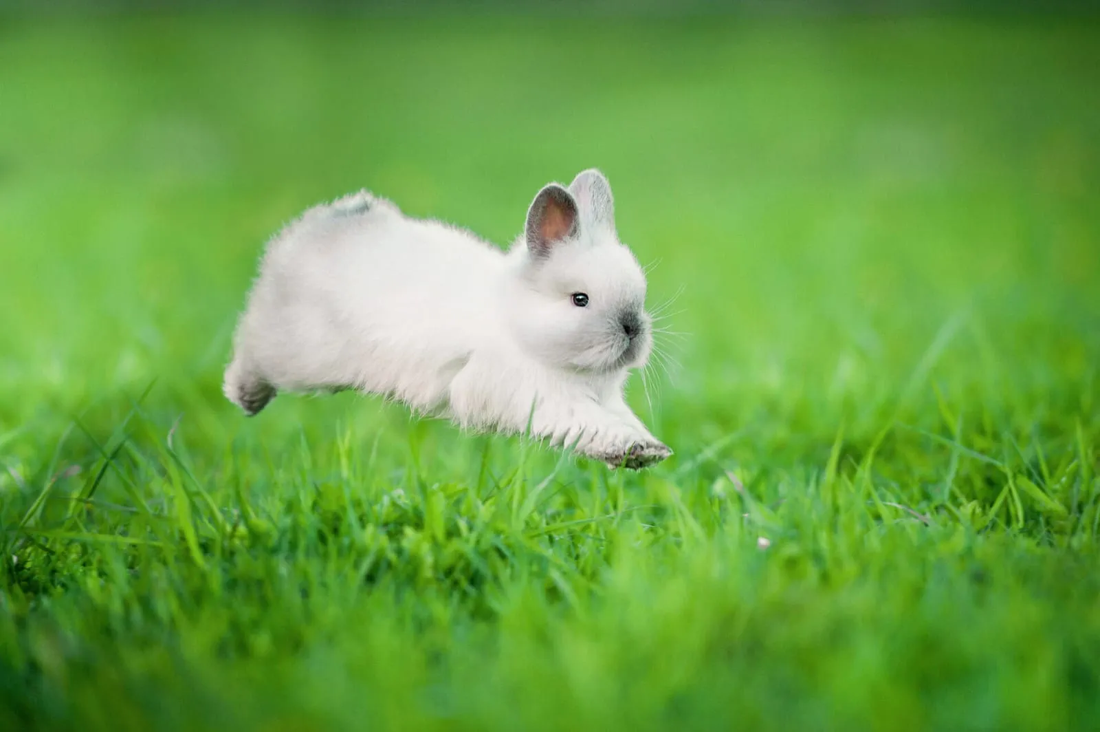 Rabbit jumping around