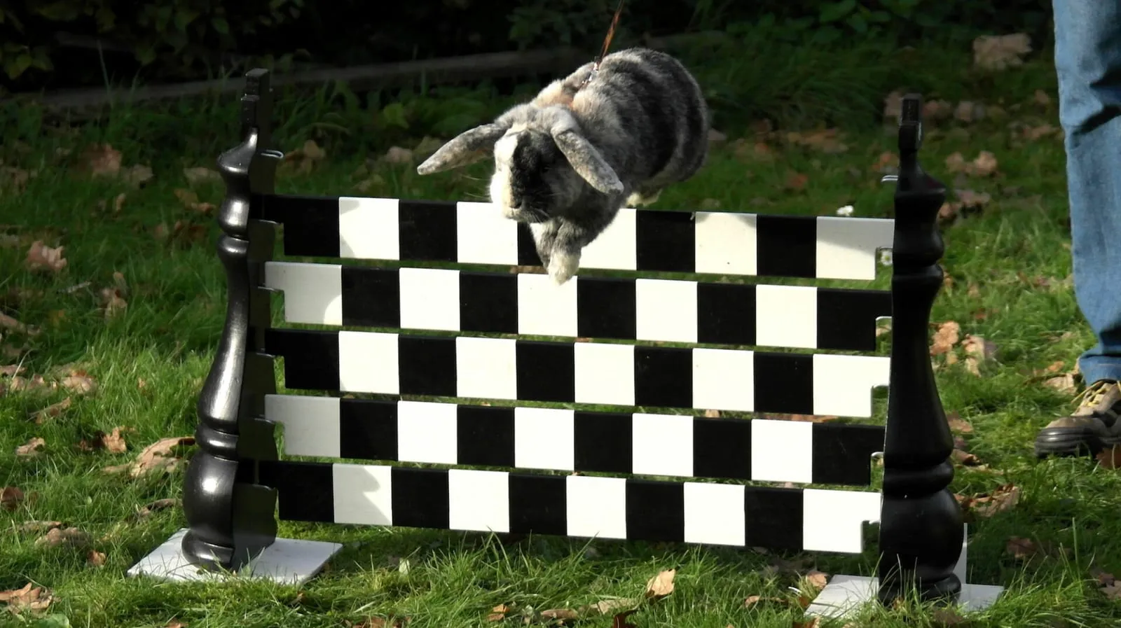 Rabbit jumping over a hurdle