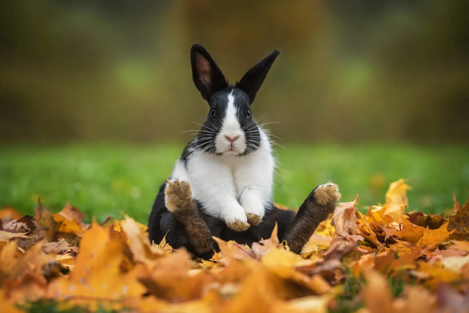 Rabbit sitting funny