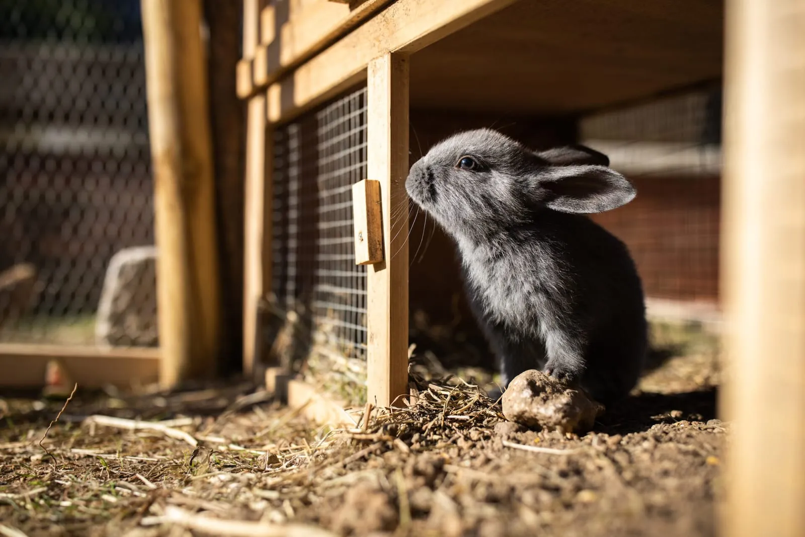 Rabbit standing next to hutch door