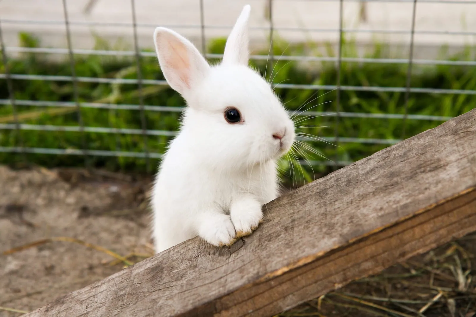 Rabbit standing on two feet