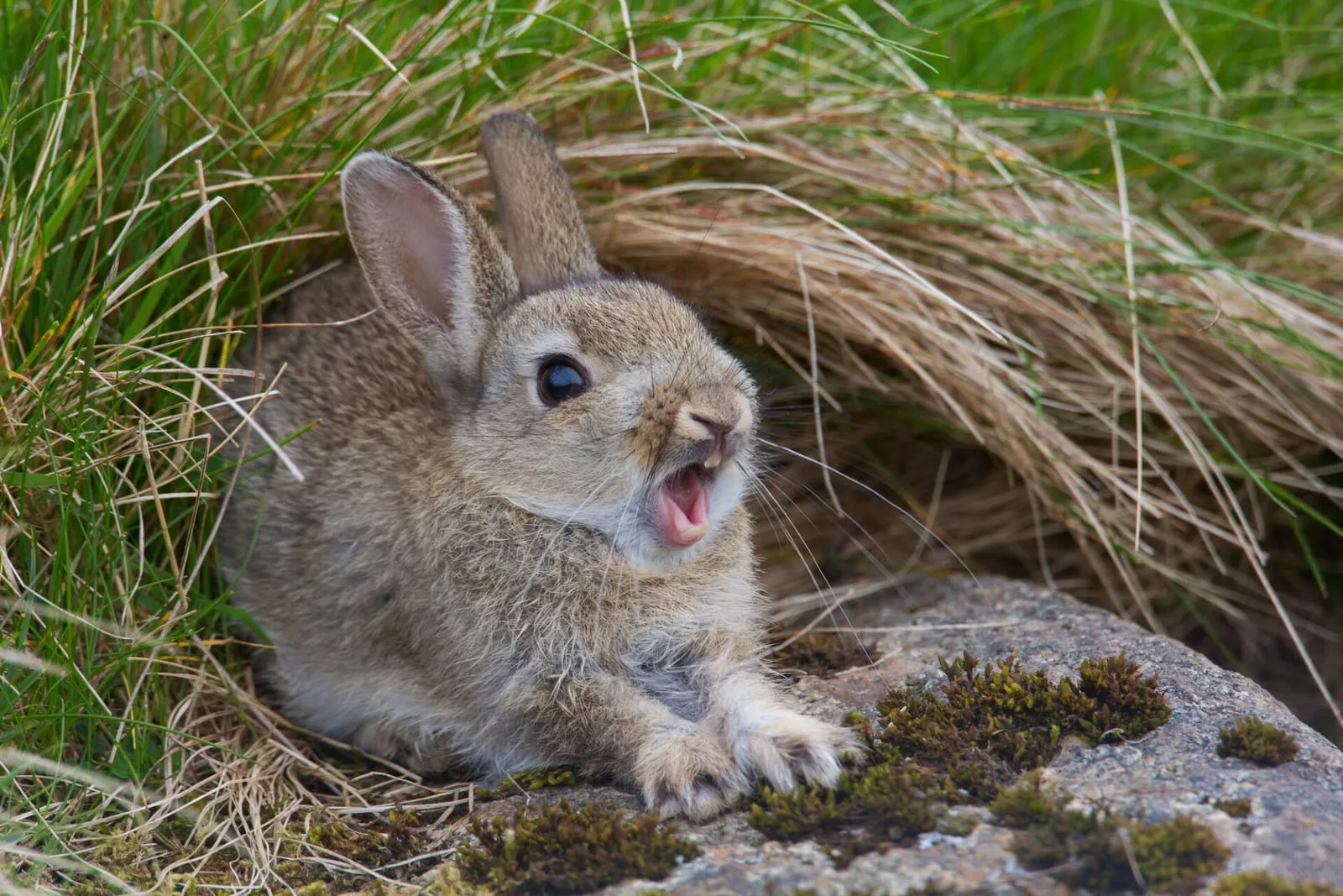 Rabbit yawning