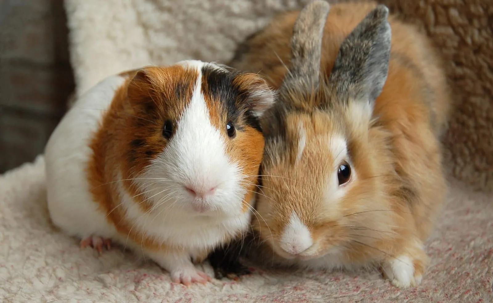 Rabbit and guinea pig sitting next to each other