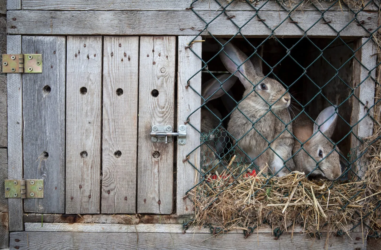 Rabbit in hutch outside