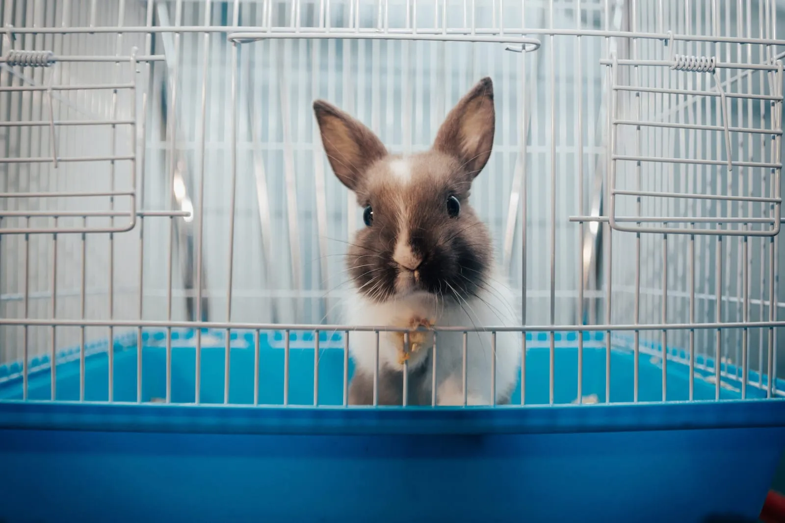 Rabbit in a cage
