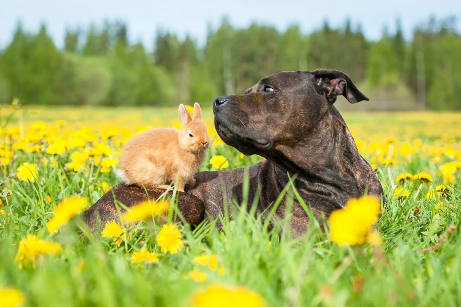Rabbit on the back of a dog