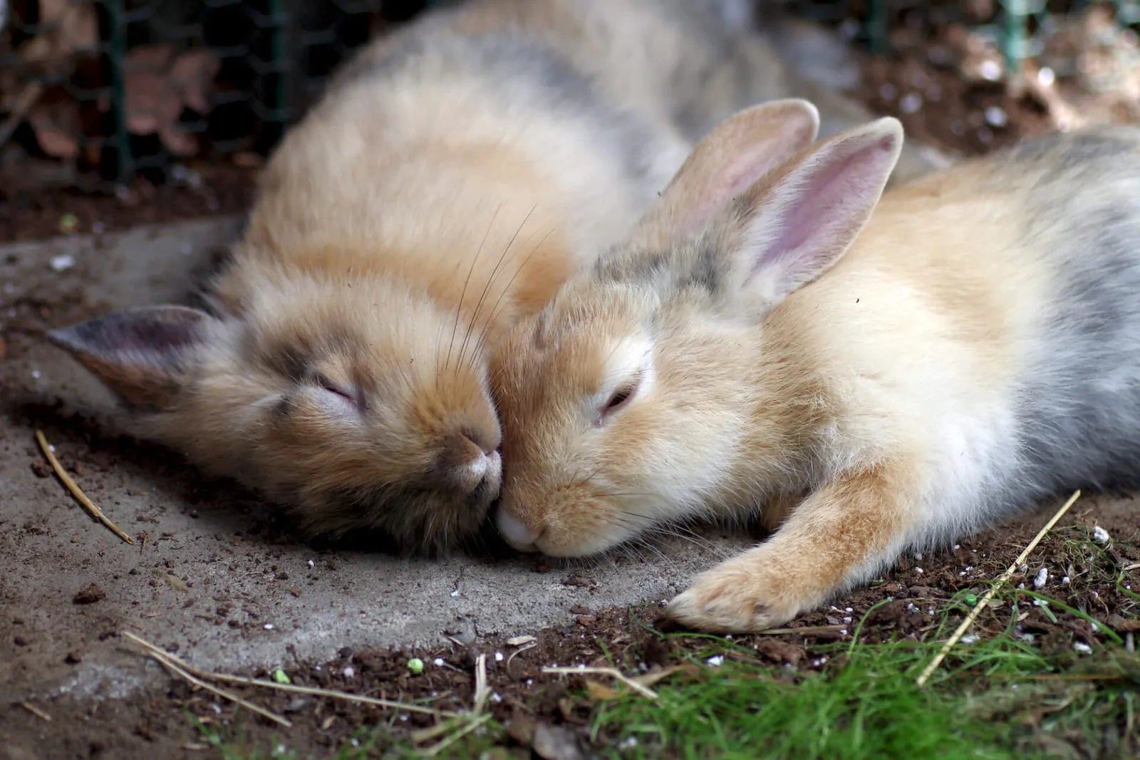 Rabbits sleeping next to each other