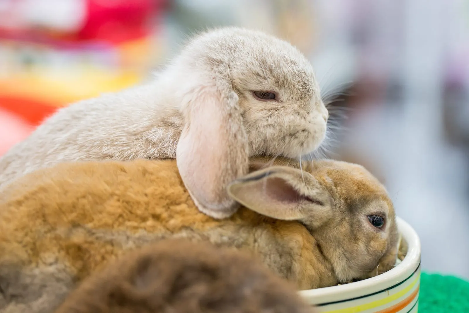 Rabbits in cage at pet shop