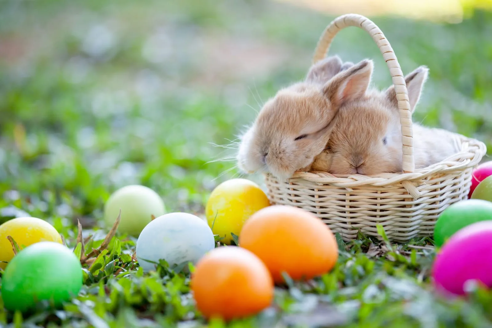 Rabbits in a basket next to eggs