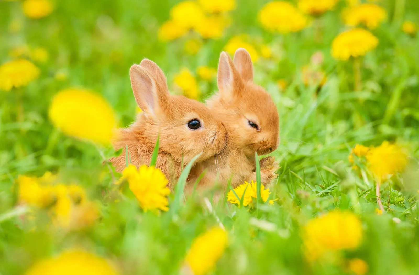 Two rabbits sitting next to each other