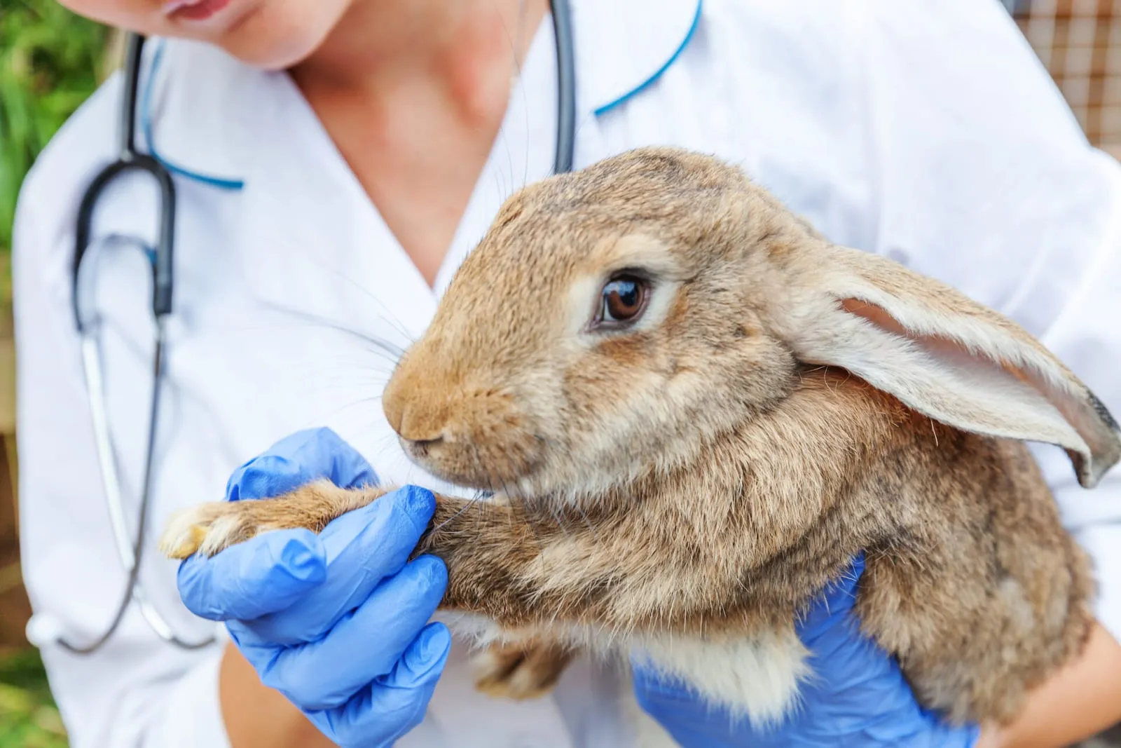 Rabbit being examined by a vet