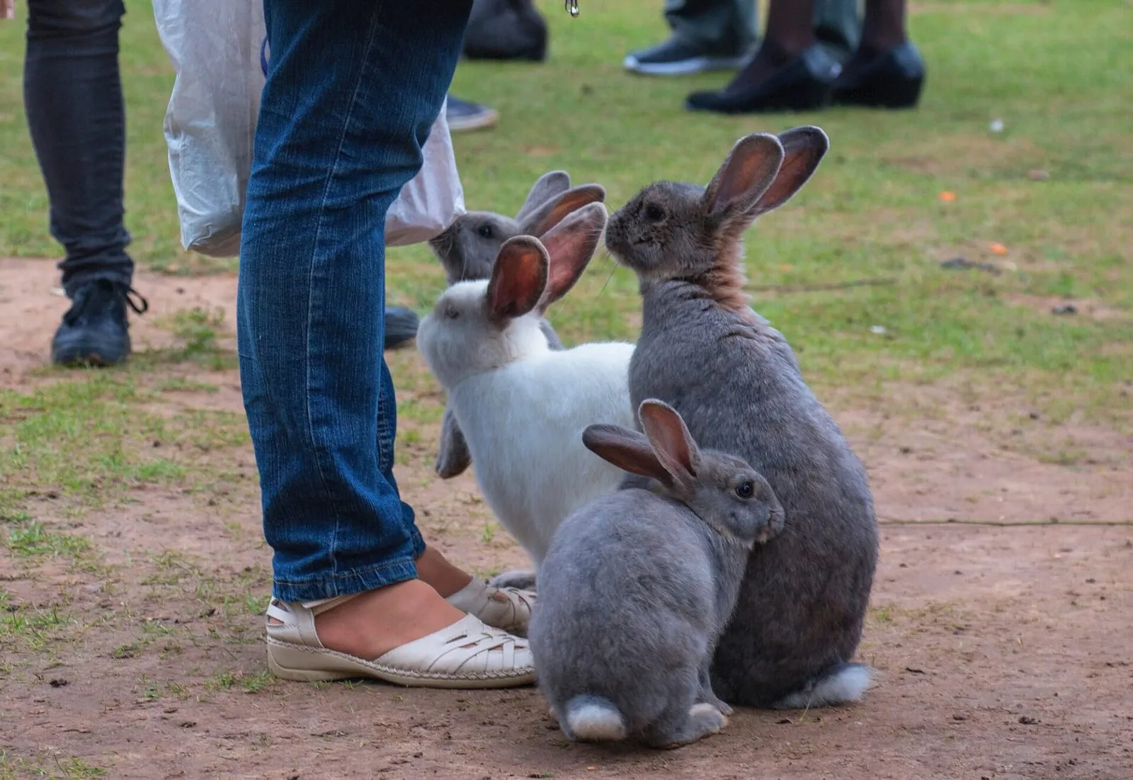 Rabbits standing next to a person