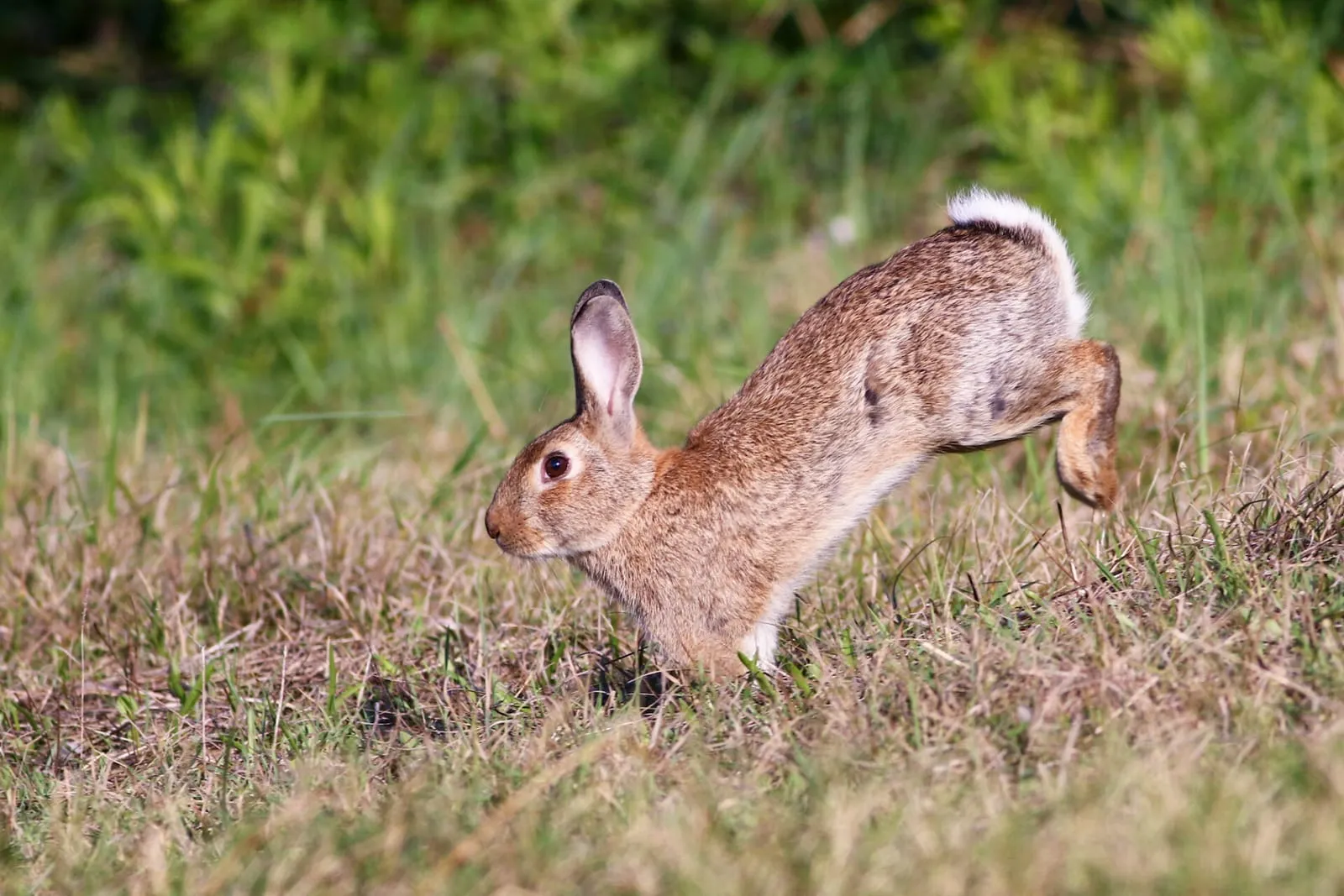 Wild running jumping around