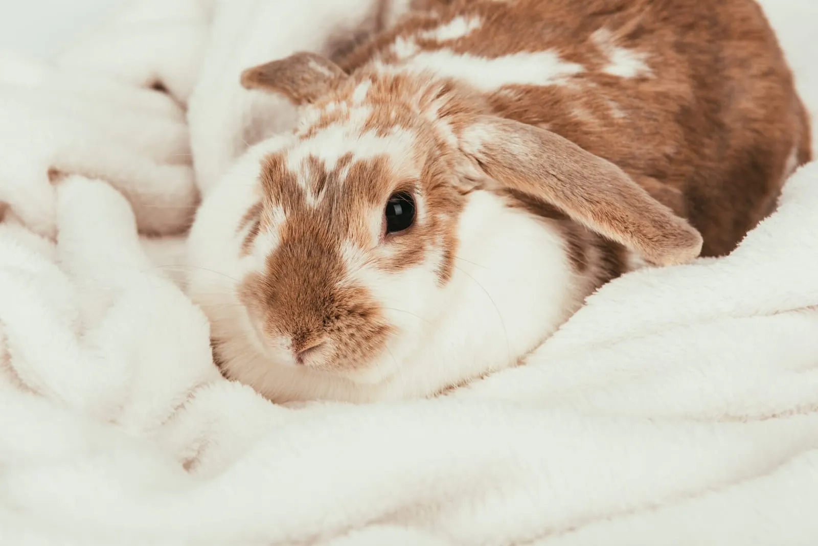 Rabbit lying down on a white blanket