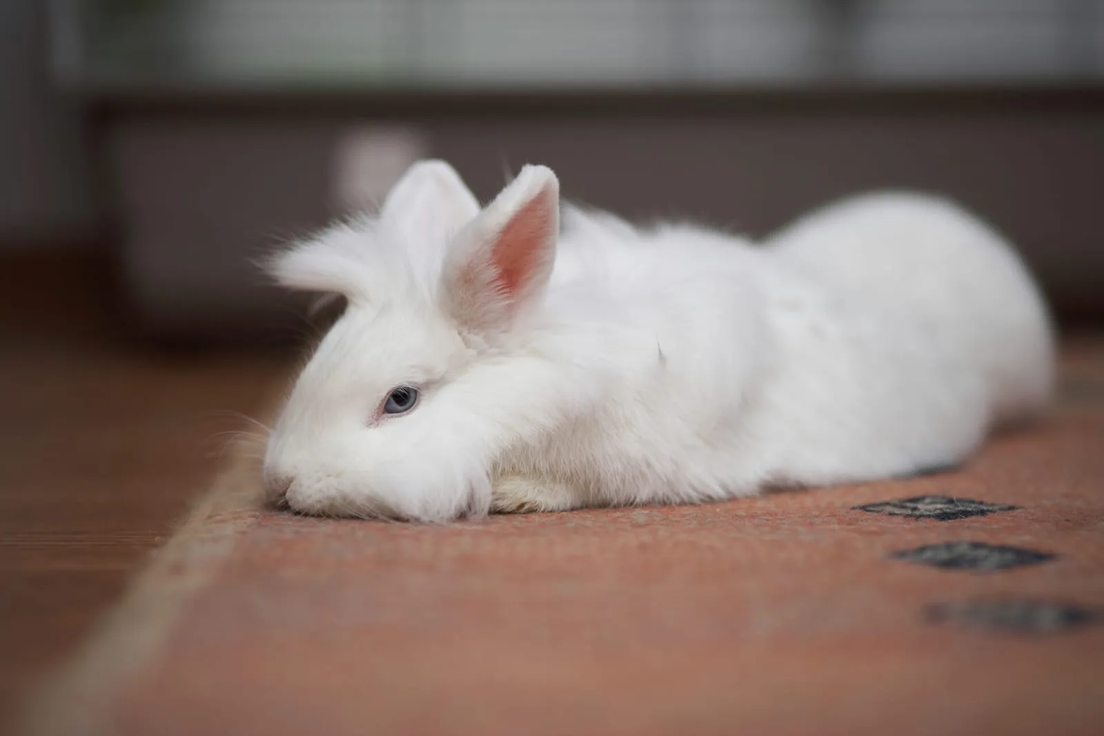 Rabbit lying down