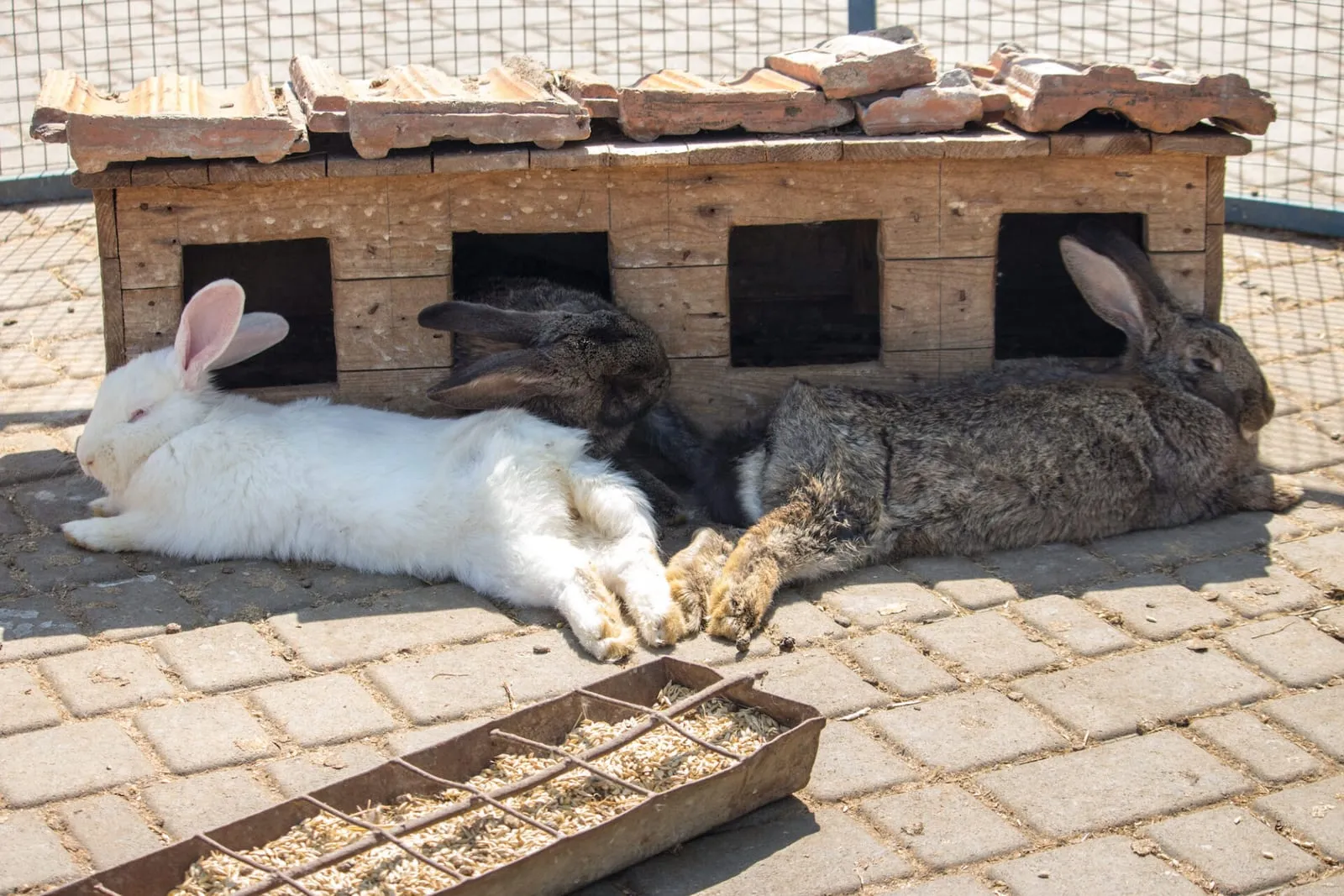 Rabbit relaxing outside in the shade