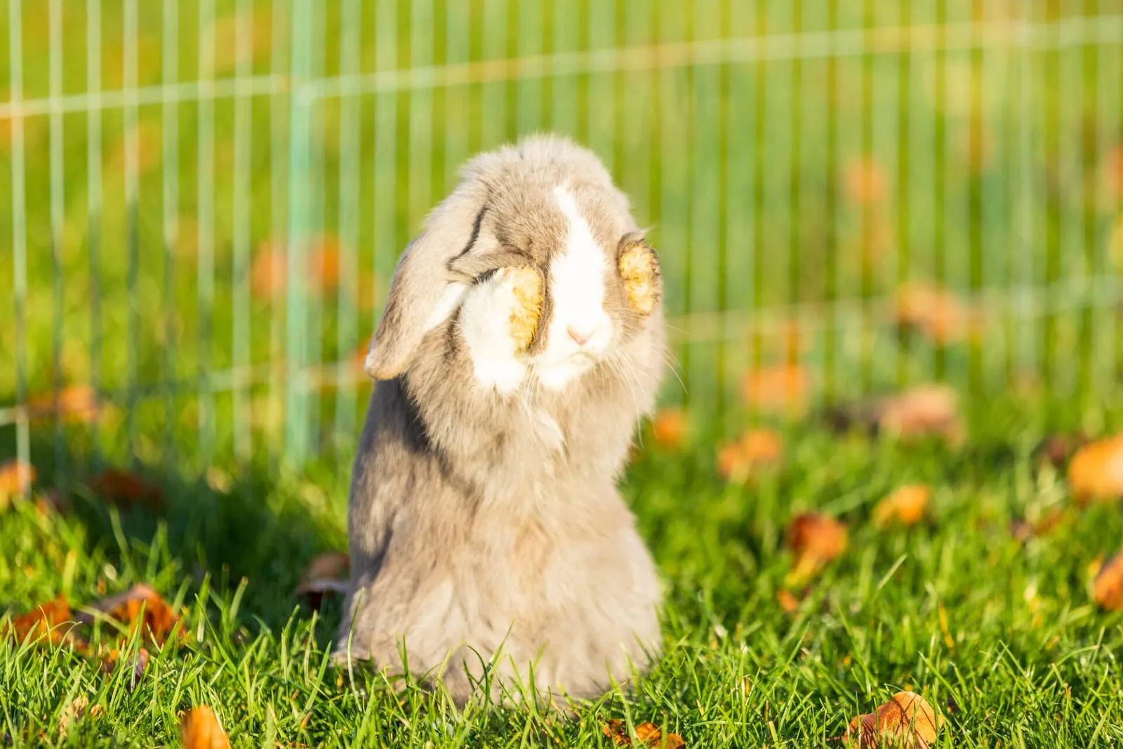 Rabbit rubbing eyes in sunlight outside
