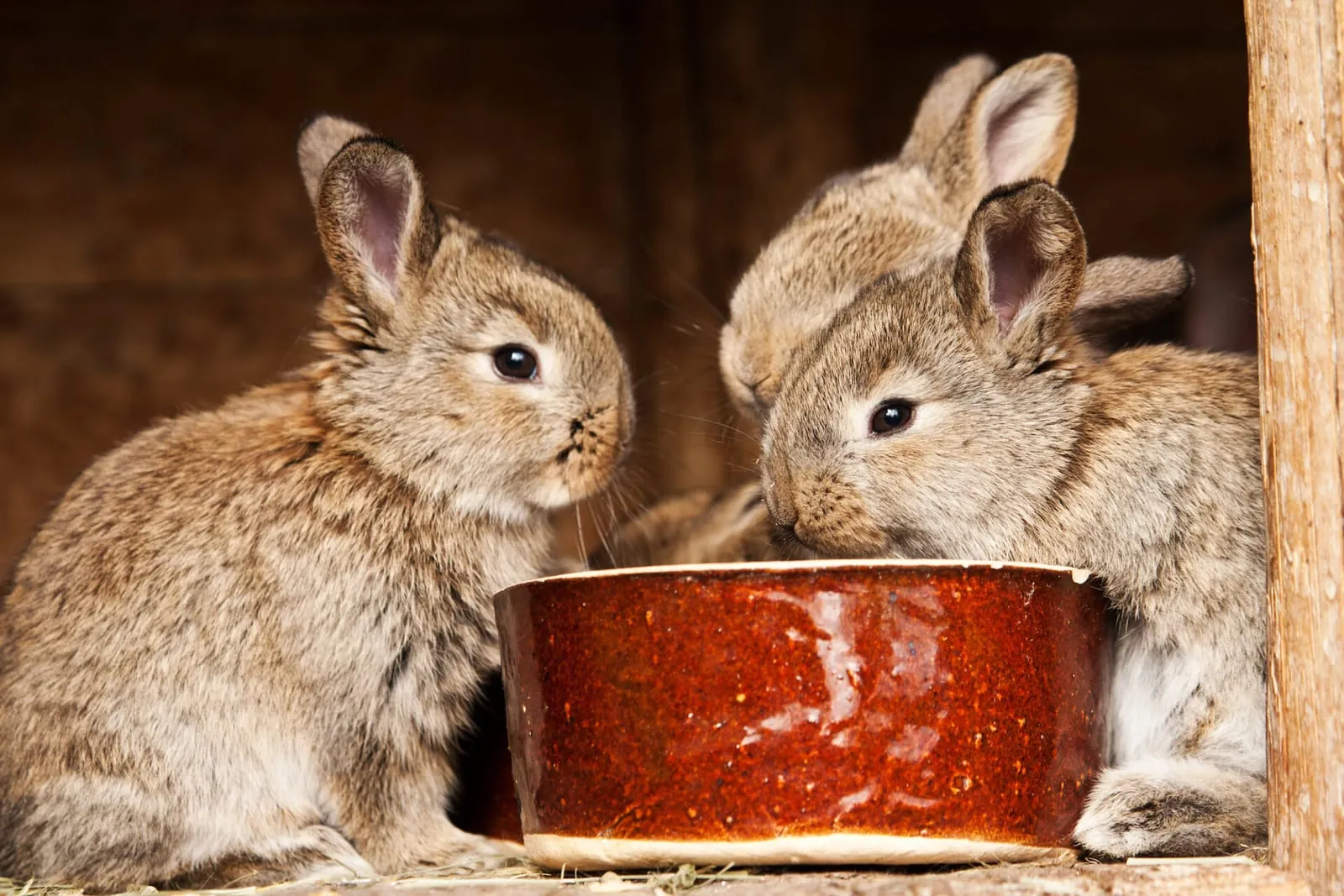 Three rabbits eating out of a bowl