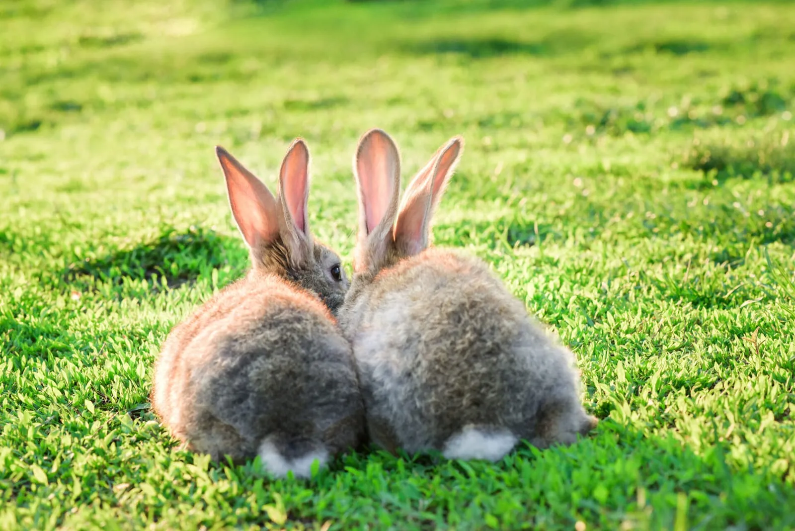 Two rabbits facing away from camera on lawn