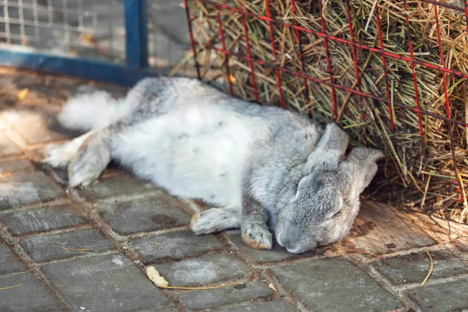 Rabbit sleeping next to hay outside