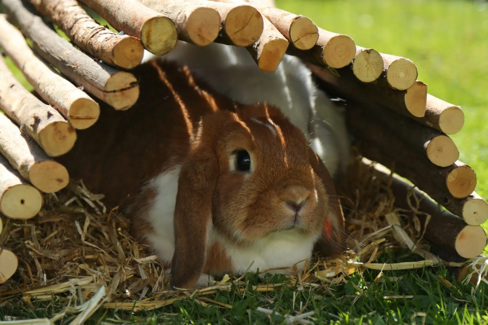 Rabbits outside in a little rabbit house