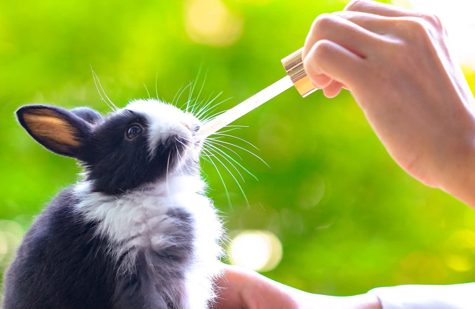 Rabbit being given liquids using dropper