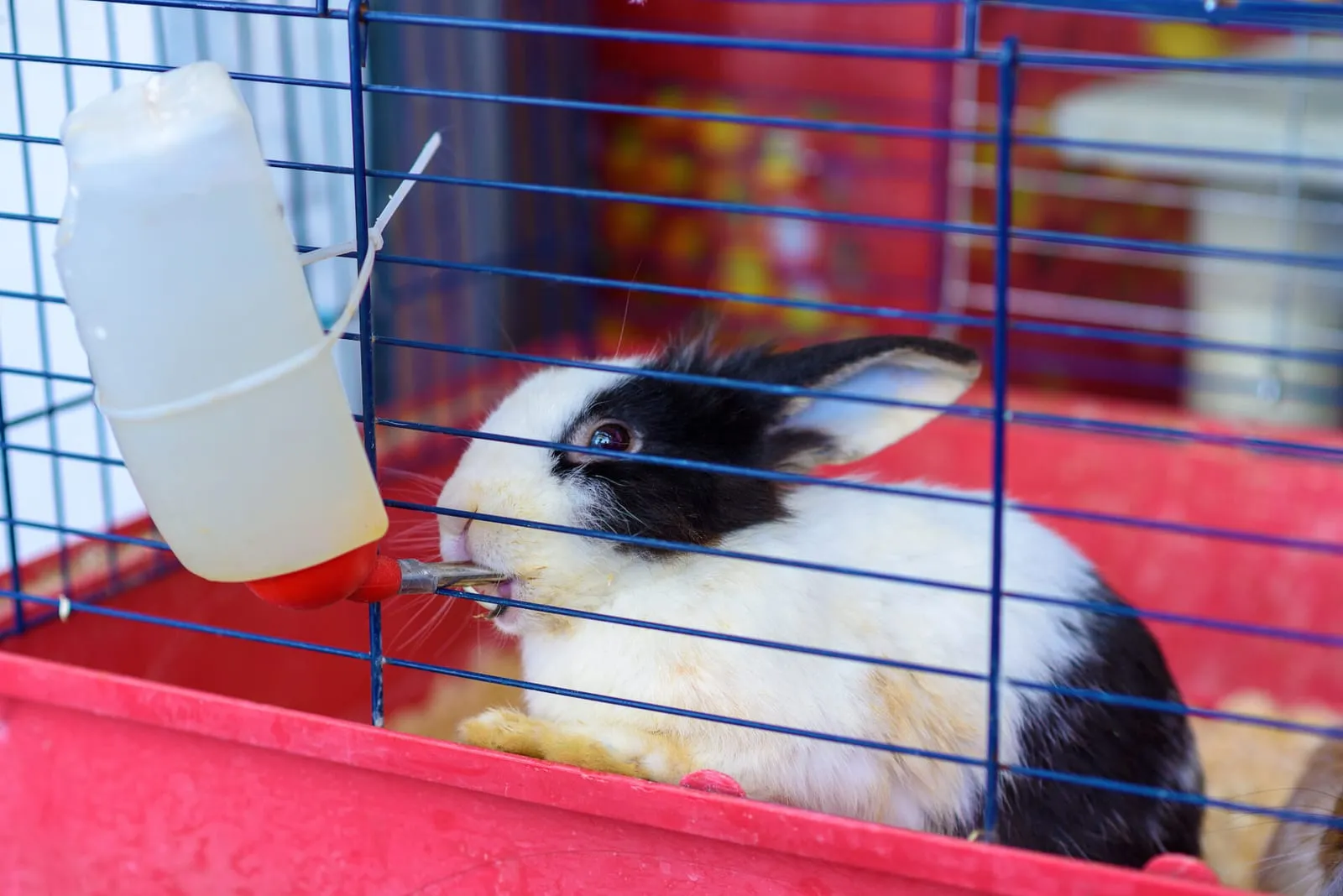 Rabbit in cage drinking from water bottle