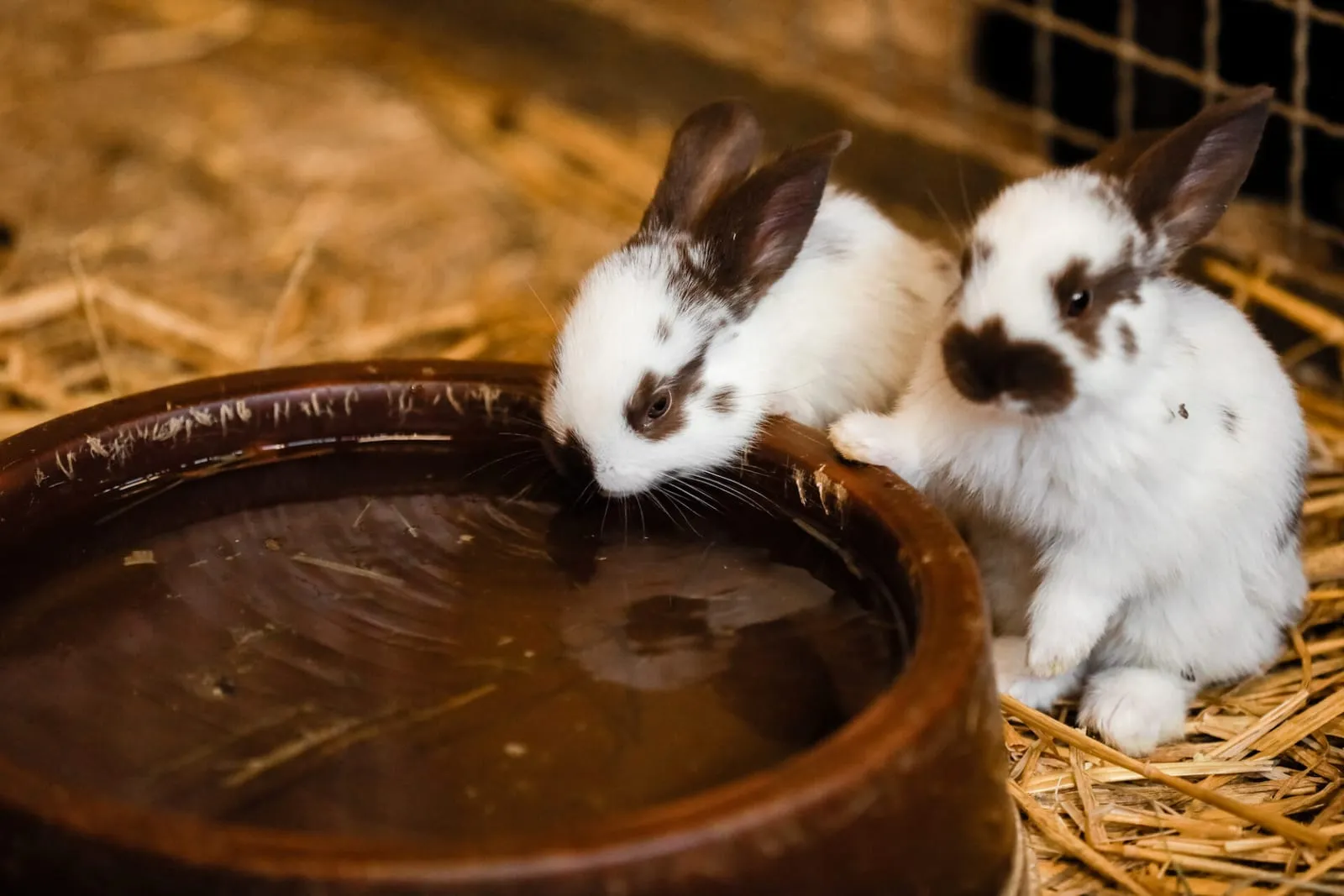 Two tiny rabbits drinking from a bowl