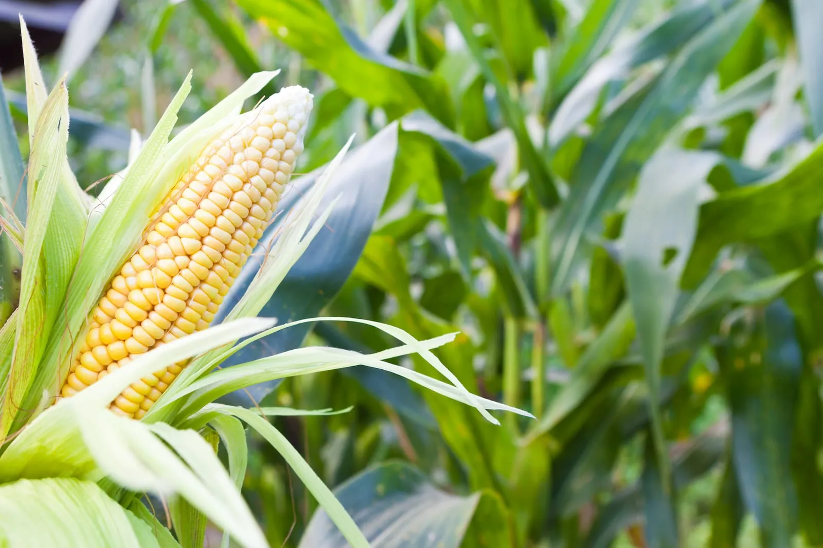 Corn in a field