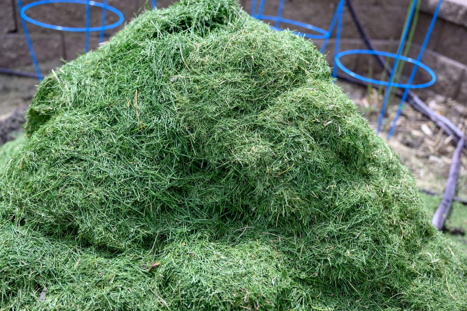 Grass clippings
