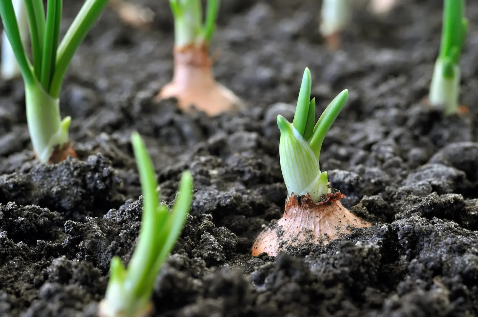 Growing onions
