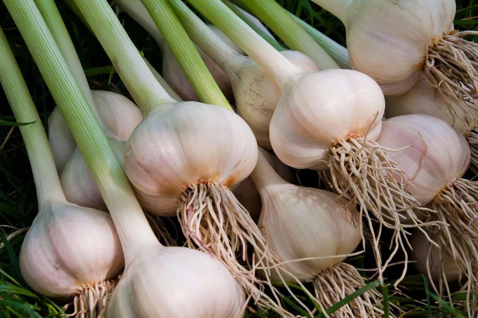 Head of garlic
