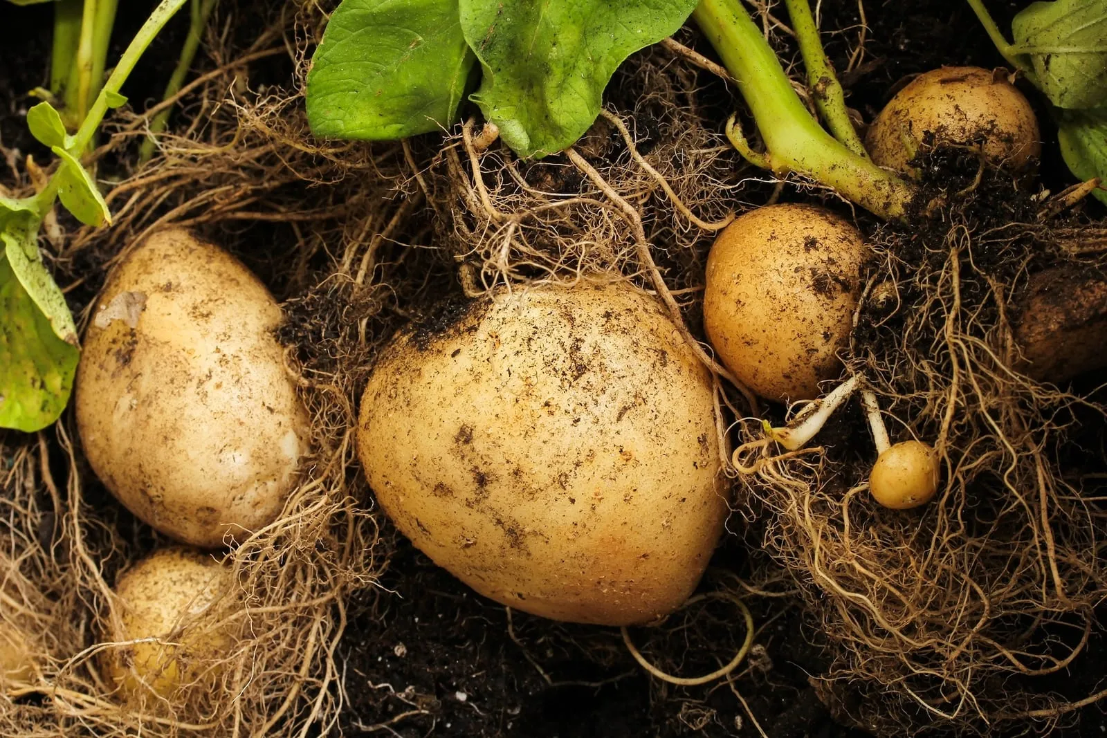 Potatoes in a home garden