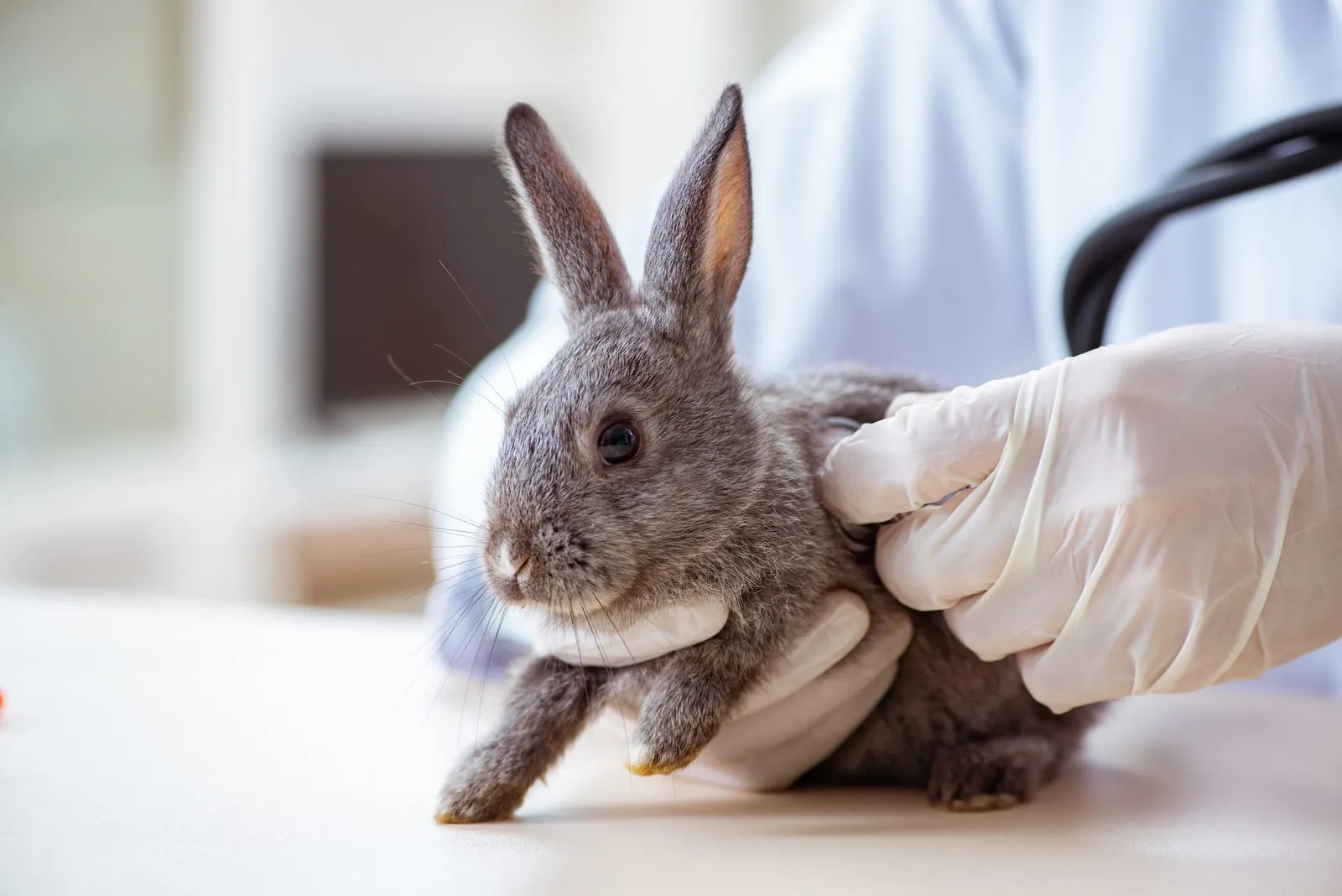 Rabbit being checked by vet