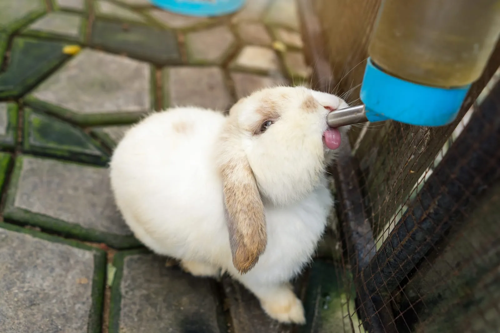 Rabbit drinking water from a bottle