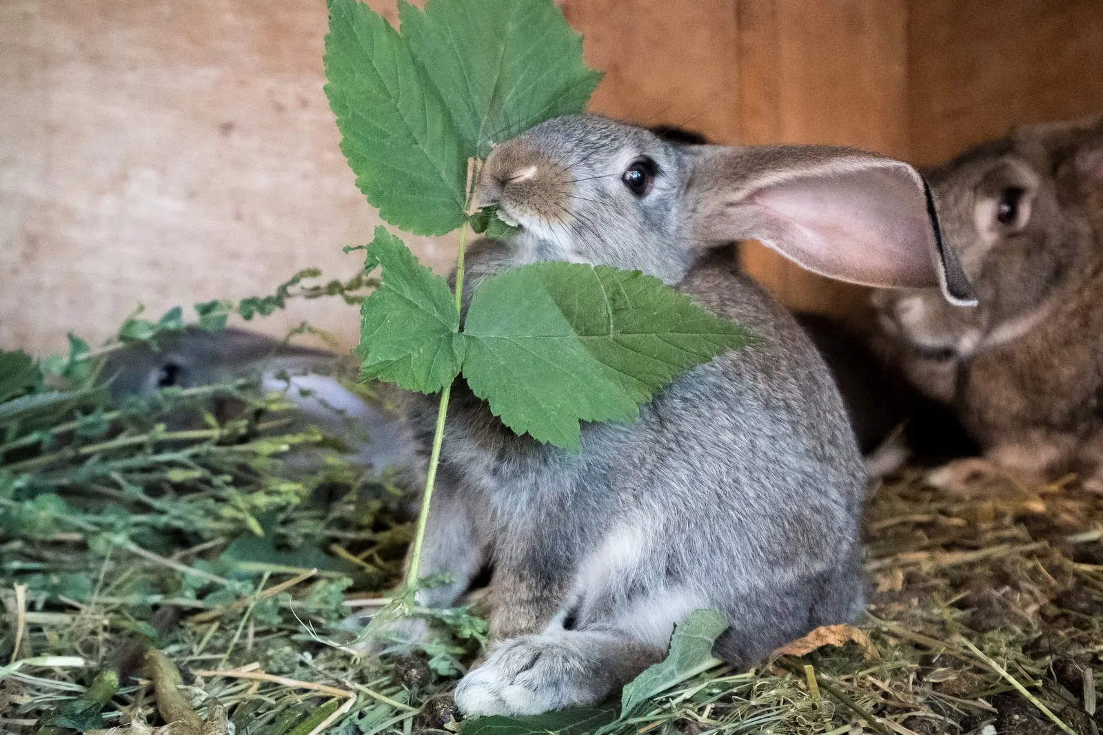 Rabbit eating fresh grass